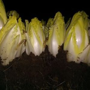 Chicons pleine terre ( kain)